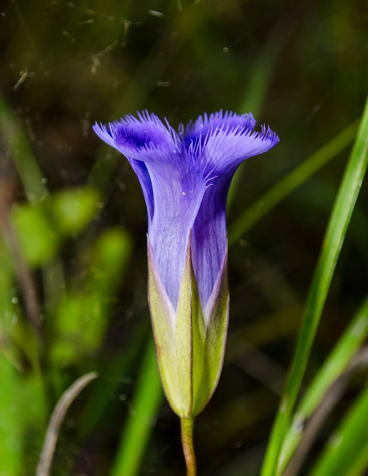 On the Subject of Nature A Gentian and an Orchid