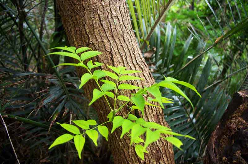 Ryukyu Life Holy Sumac These Ryukyu Trees and Buddhism