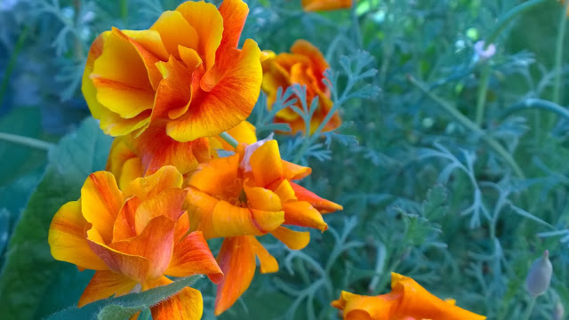 Goldmohn in irrem Feuerrorange (c) by Joachim Wenk Goldmohn in irrem Feuerrorange (c) by Joachim Wenk