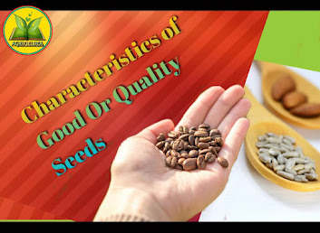 Characteristics of Good Seeds Or Quality Seeds-अच्छे आदर्श गुणवत्ता वाले बीज की