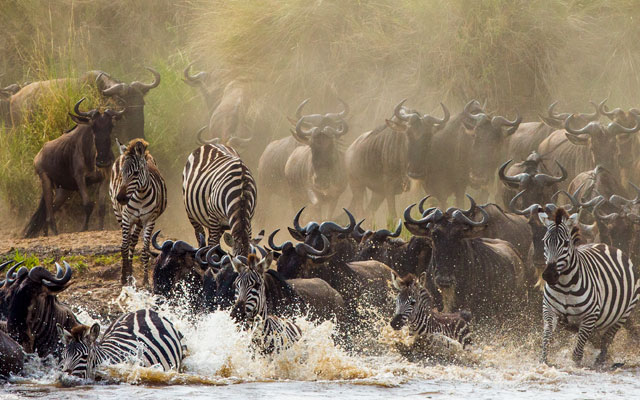 Wildebeest Migration https://gie.co.tz/serengeti-national-park/