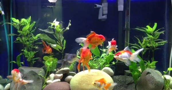 Cara Merawat Ikan Mas Koki Di Akuarium Agar Tidak Cepat Mati