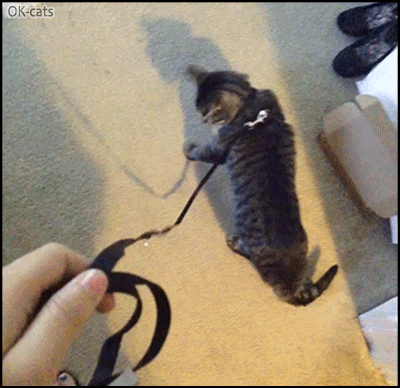 Hilarious CAT GIF • When you try to walk your cat with harness. Epic Fail, he plays dead, haha