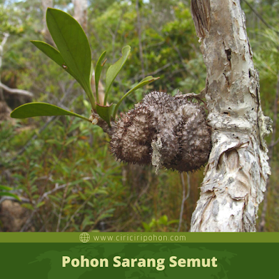 Pohon Sarang Semut