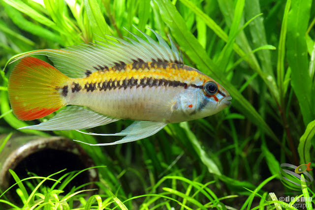 Apistogramma sp. D25