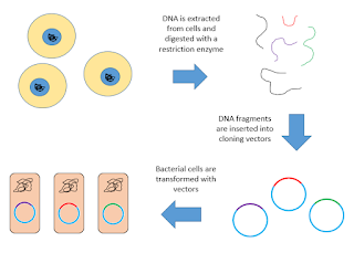 Short Note on cDNA library