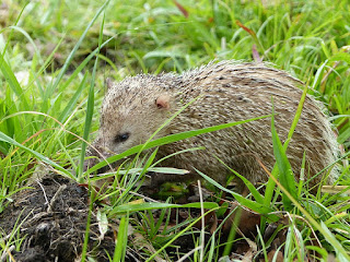 Tenrec ecaudatus - Tangue - Tengue Tenrec ecaudatus - Tangue - Tengue