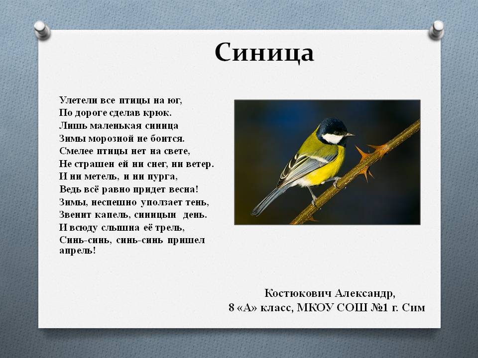 Дятел улетает в теплые края. Синица улетает на юг. Какие птицы улетают в жаркие страны. Синица улетает в теплые края. Синица улетает в теплые края.