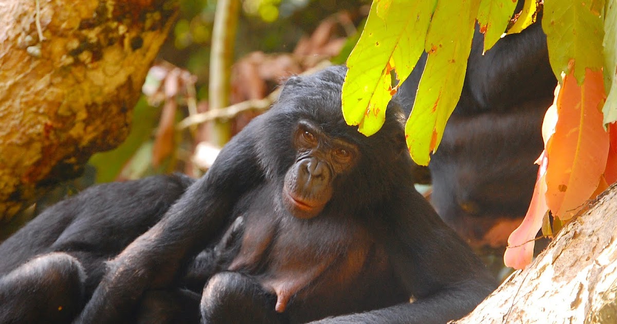 chimpanzee and bonobo chimpanzee and bonobo