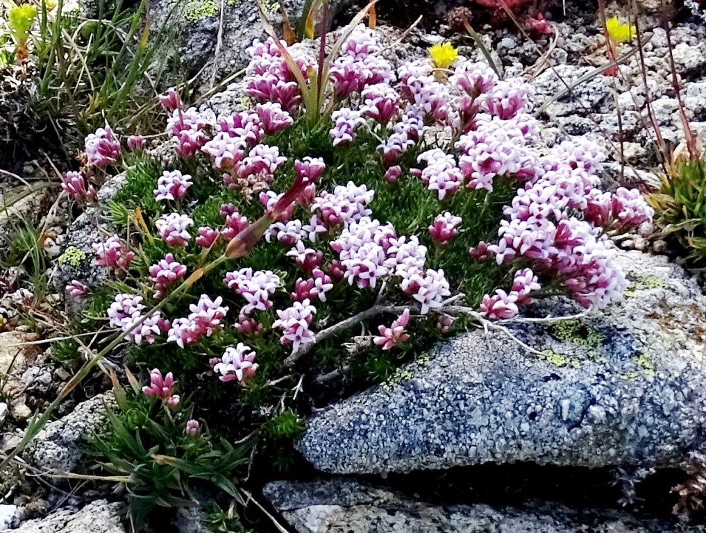 Prairiebreak Fifty fine flowers of the Eastern Mediterranean a summer