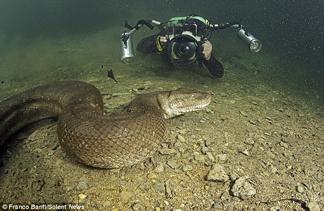 Top 20 Dangerous And Fabulous ANACONDA Snake Wallpapers In HD