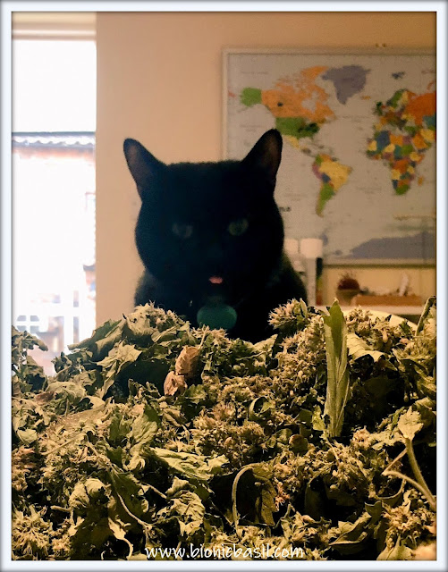 Friday Fluffers at BBHQ ©BionicBasil® Parsley's Catnip Dilemma