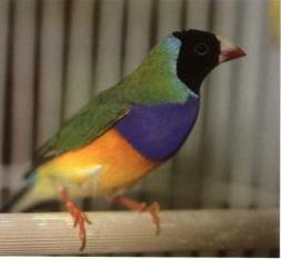 Finches Natures Beauities