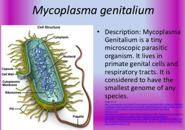 Mycoplasma Genitalium