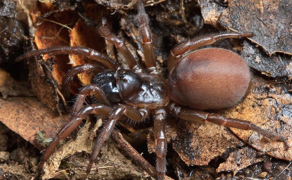 Turret spider & folding trapdoor spider, are these spiders poisonous?