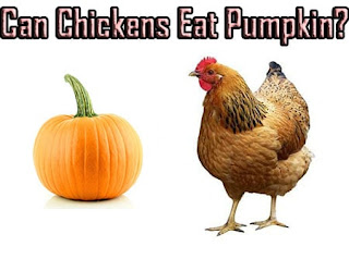 Can Chickens Eat Pumpkin