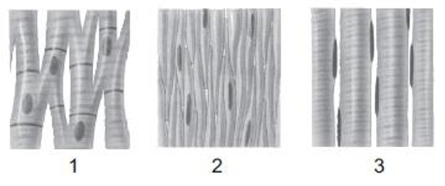 Latihan Soal dan Kunci Jawaban Ulangan Harian Biologi Kelas 11 SMA/SMK