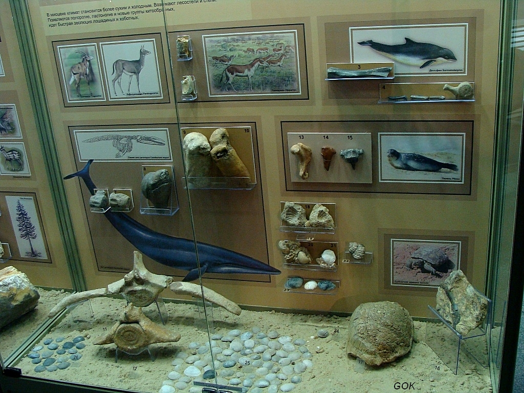 Азовский историко археологический и палеонтологический музей заповедник