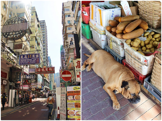 Streets in Mongkok Mongkok, Straßenschilder, dicker Hund