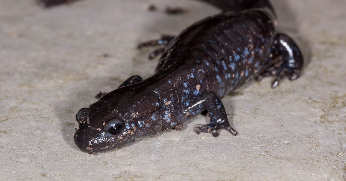 Streamside Salamander Food Regimen