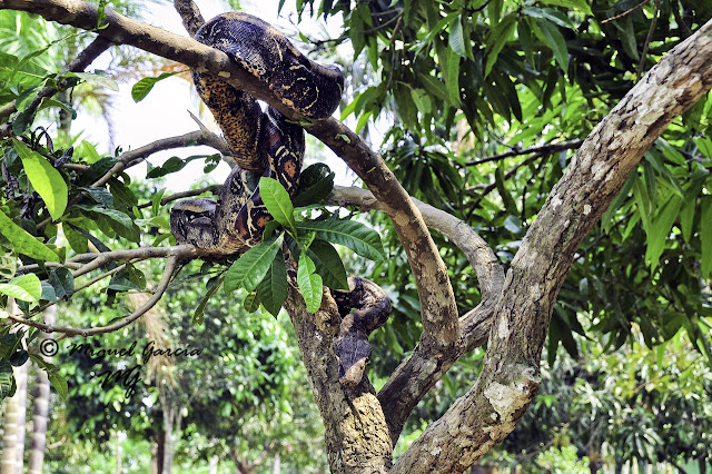 Amazonía Peruana. Boa.