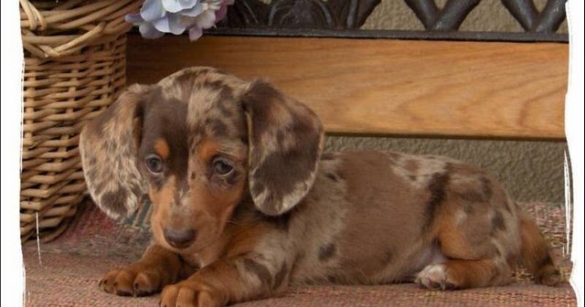 Miniature Dapple Dachshund Puppies For 