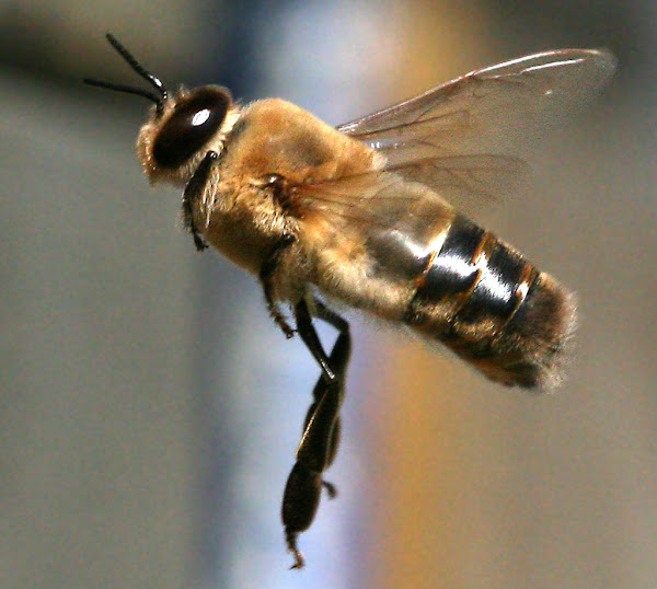 drone bee, drone honey bee, honey drone bee