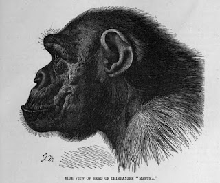 Profilden bir şempanze kafası çizimi