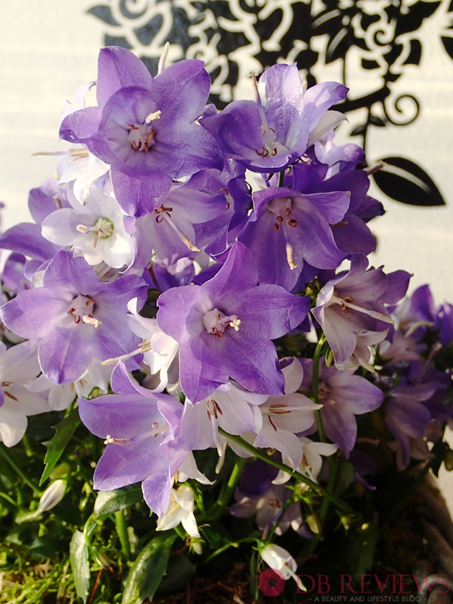 Win a £40 Voucher with Serenata Flowers DB Reviews UK Lifestyle Blog