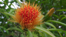 Resultado de imagem para rabo de cutia