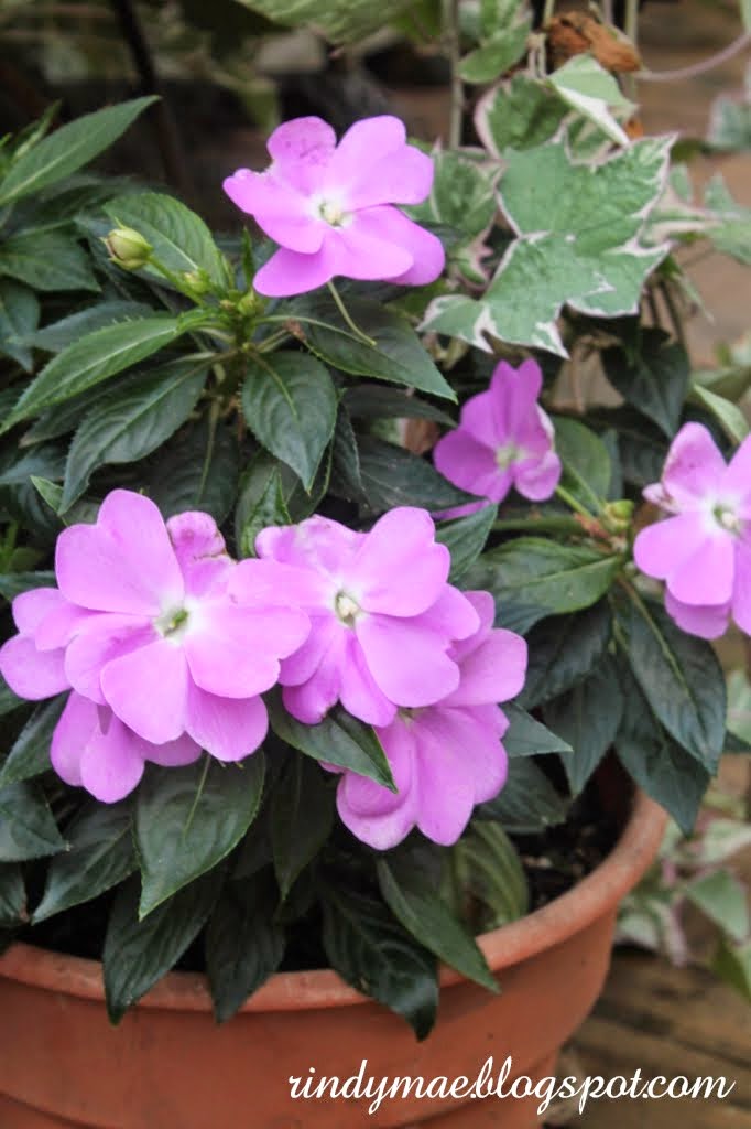 Rindy Mae: The First Week Of October In The Backyard