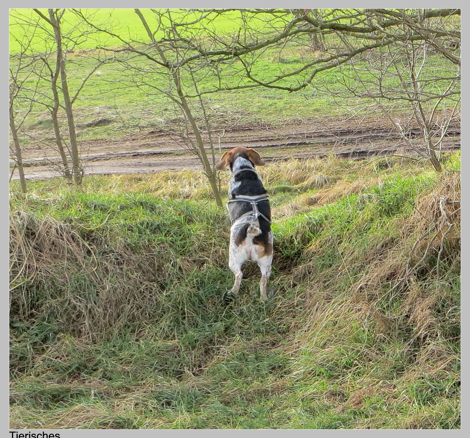 Tierisches Das letzte Winterfell