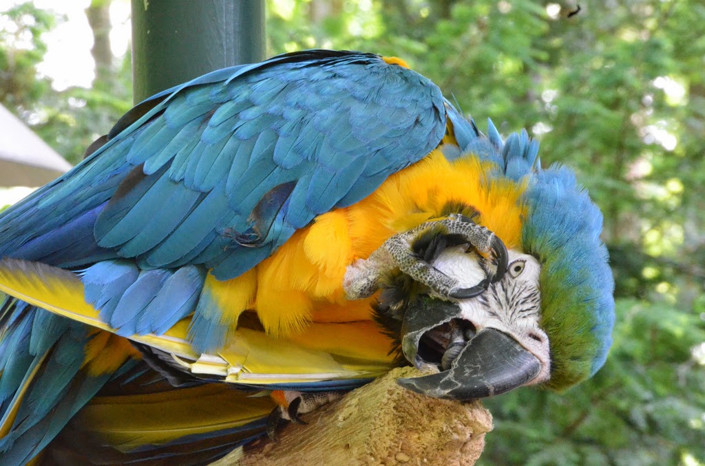 Diseases Diseases Birds Carry