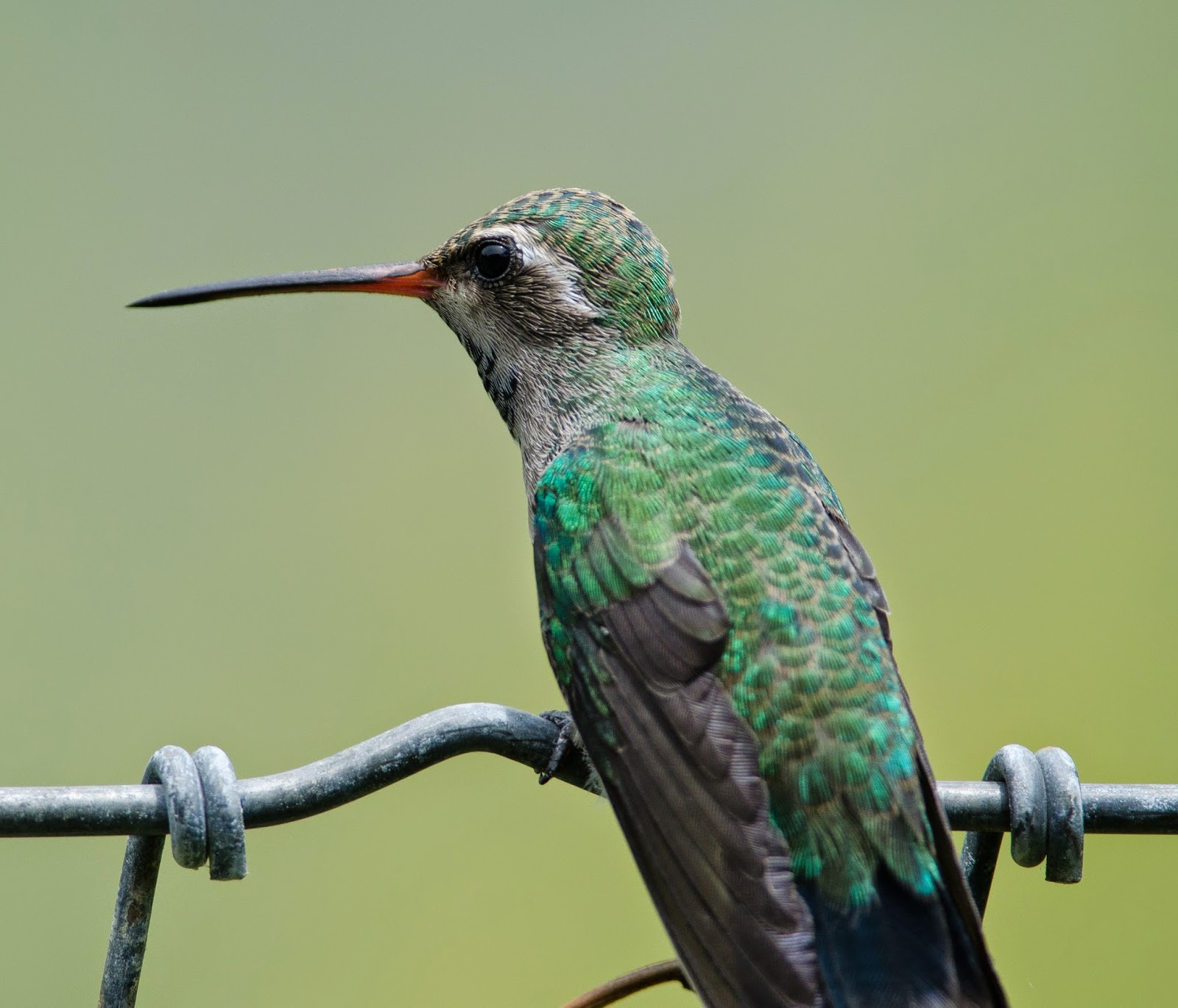 Gordon's Birding Adventures Hummingbirds in Arizona