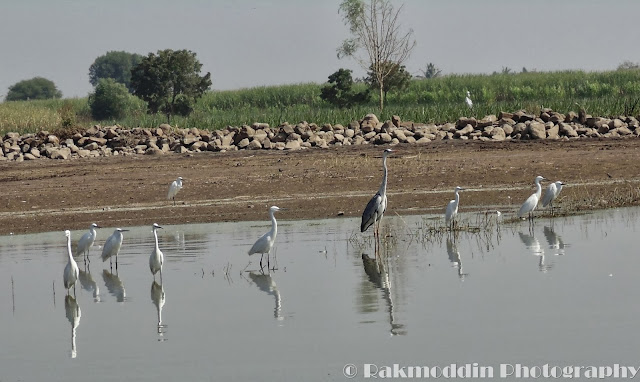 Migrated bird watching at Bhigwan kumbargaon - Simply amazing experience