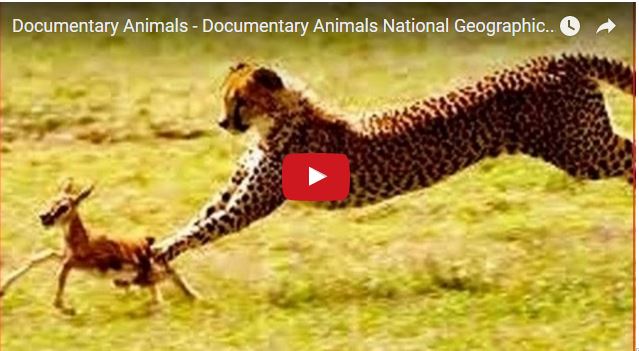 Documentary Animals - Documentary Animals National Geographic - Wild