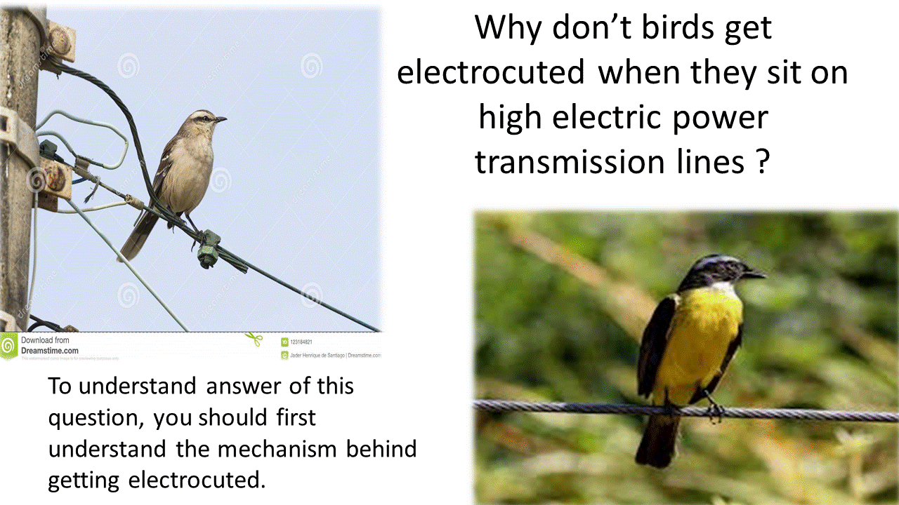 Why birds don't get electrocuted when they are on high electric power