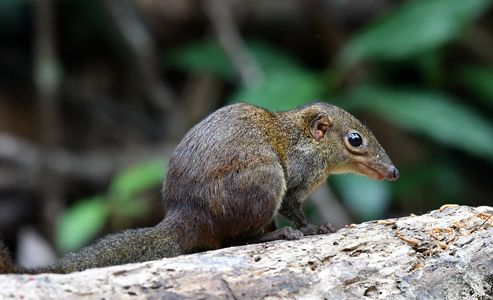 The Life Journey in Photography Jungle Squirrel Bukit Antarabangsa
