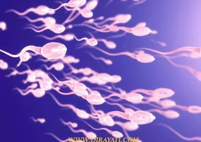 ولادة الانسان | مراحل تكوين الجنين حتى الولادة
