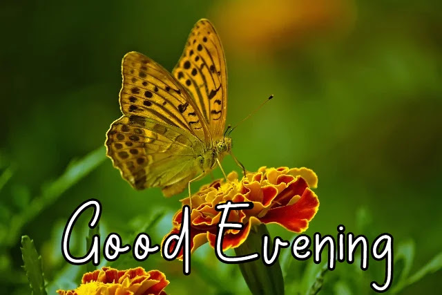 Good Evening Pictures Good Evening Pictures