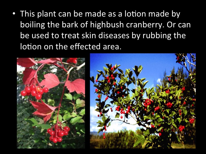 Denae's Blog Edible foods and medical plants of the boreal forest