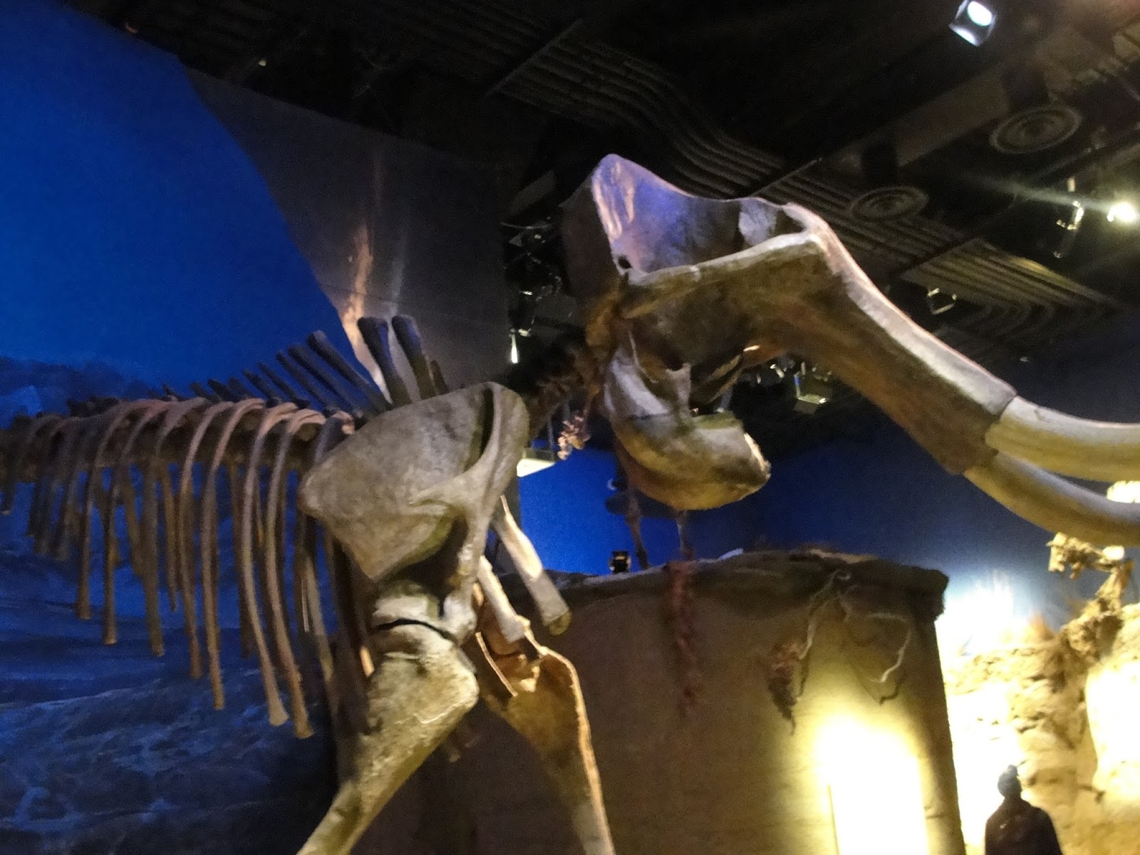 dinosauria museum