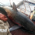 [Ελλάδα]4 μέτρα καρχαρία έπιασε ψαράς στη Νέα Κίο!