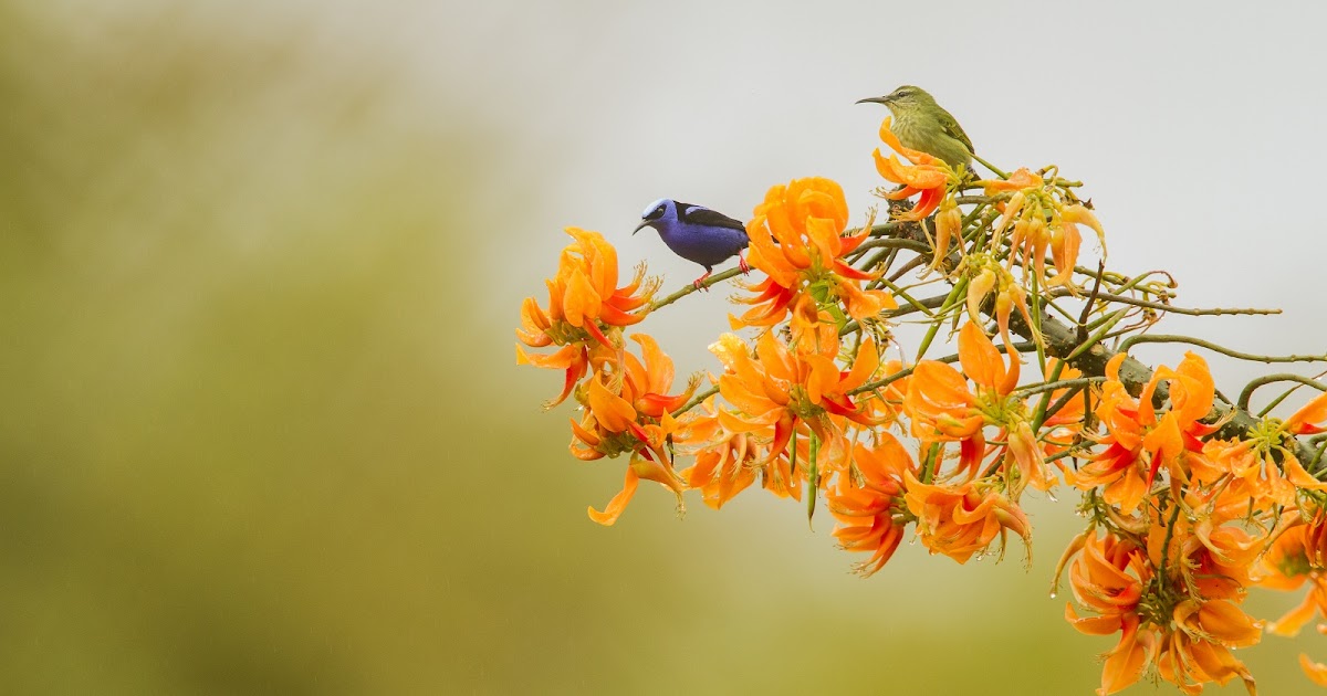 The Plight of the Picoplat