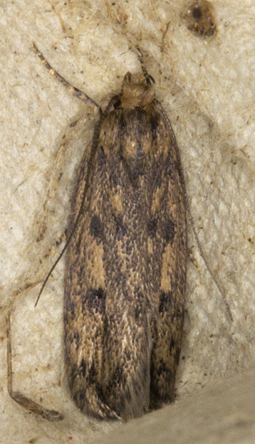 Brown House-moth, Hofmannophila pseudospretella. West Wickham Common, 17 May 2012.