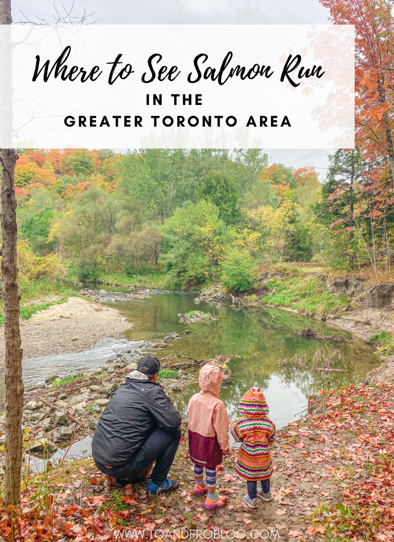 Where to See Salmon Run in the Greater Toronto Area