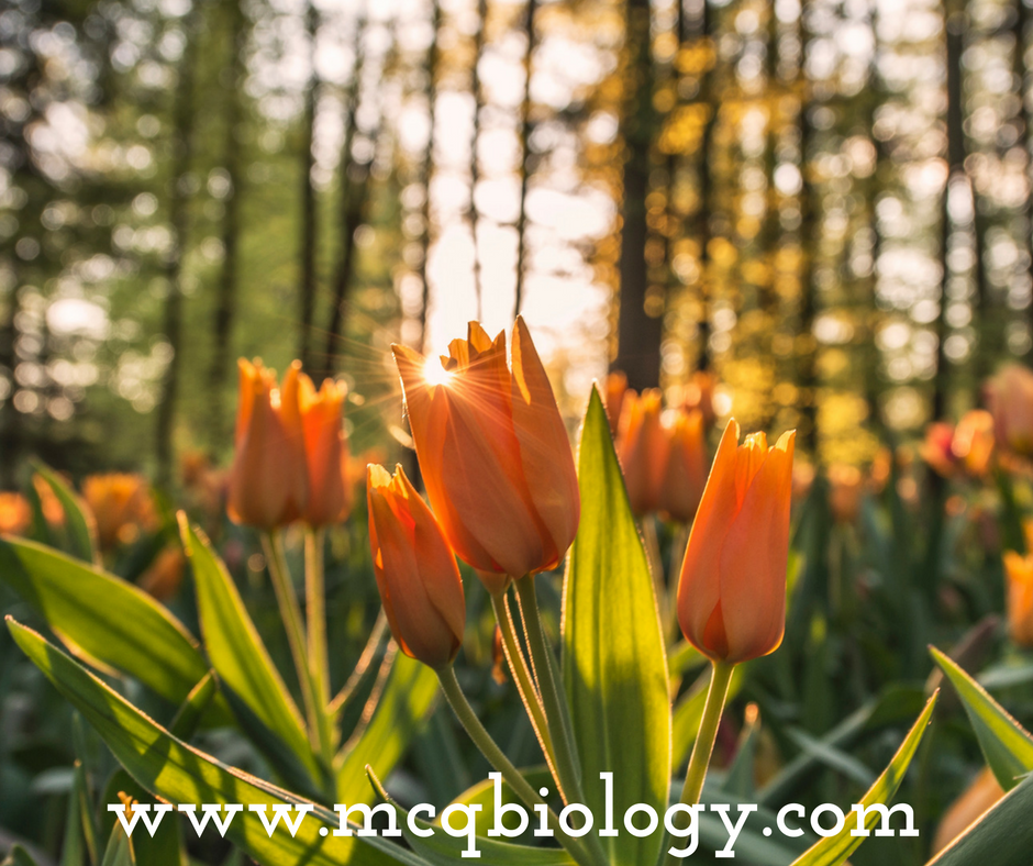 MCQ on Angiosperms Flower