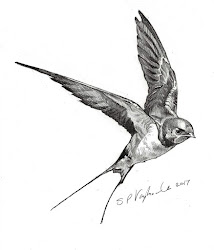 drawing swallow drawings paintingvalley