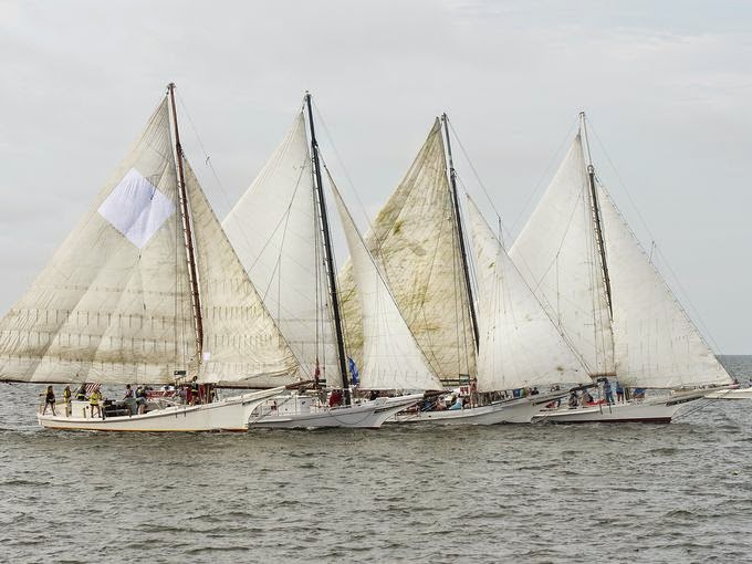 Critter Sitter&rsquo;s Blog: 55th Annual Deal Island Skipjack Race