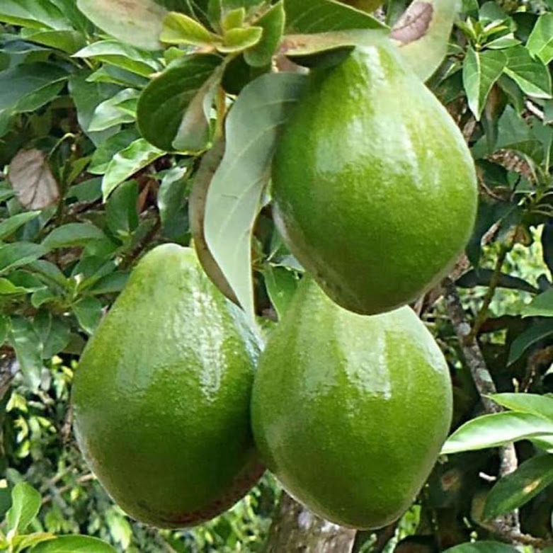 bibit tanaman buah alpukat miki depok Dumai